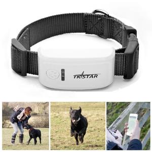 Collier gps chien