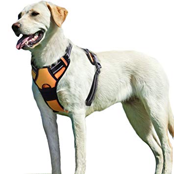 Harnais chien