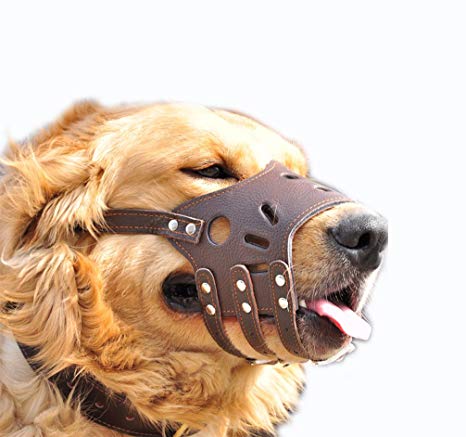Muselière chien