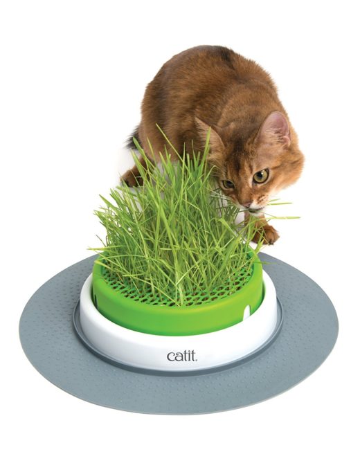herbe à chat