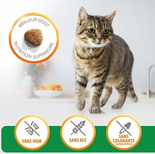 croquette chat
