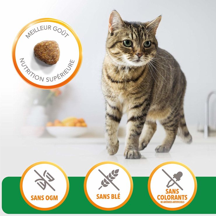 croquette chat