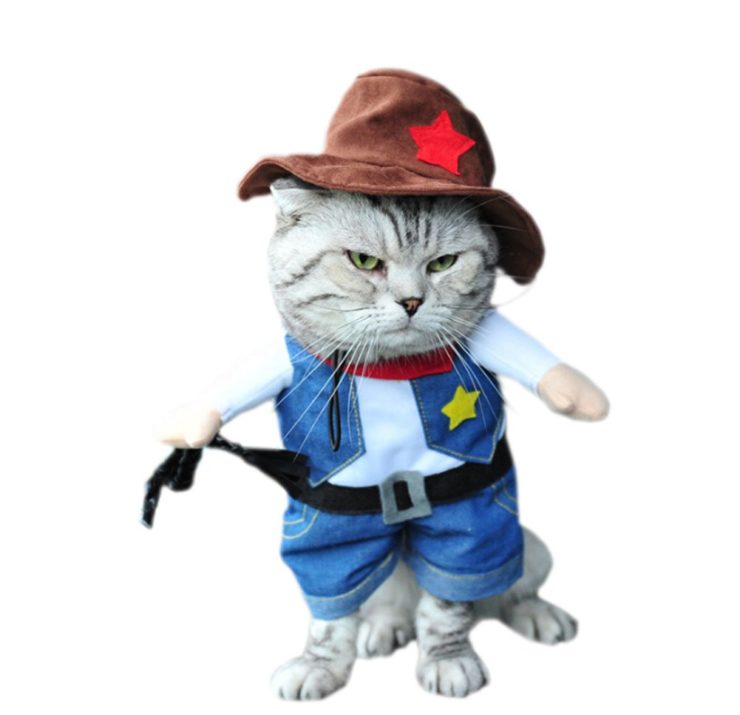 déguisement chat